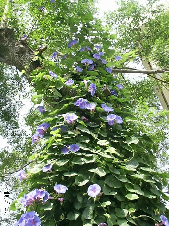 �N���b�N����Ɗg��摜�������܂�