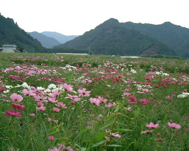 ����̃R�X���X