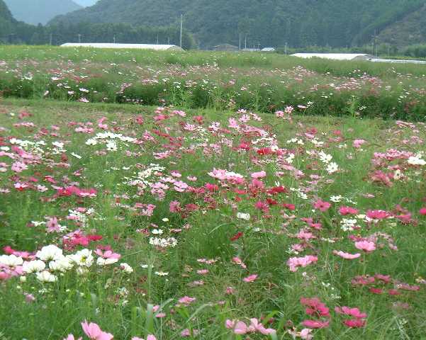 ����̃R�X���X