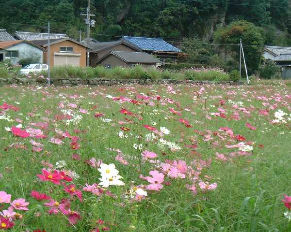 ����̃R�X���X