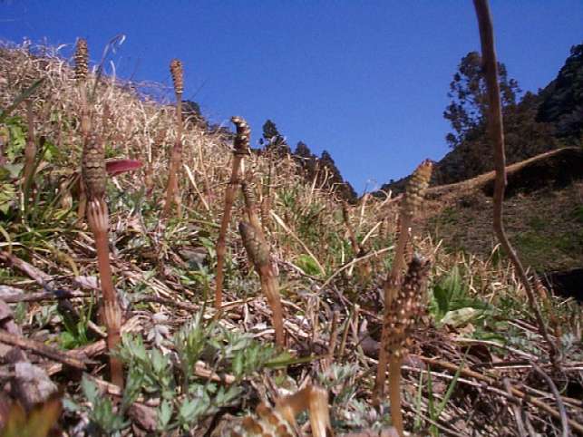 �y��̂���