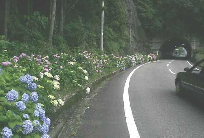 �F�Ö؂̃A�W�T�C