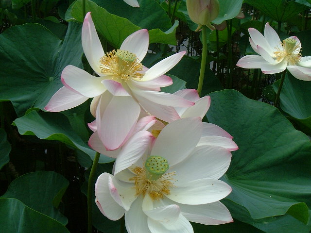 �����̘@�i�n�X�j